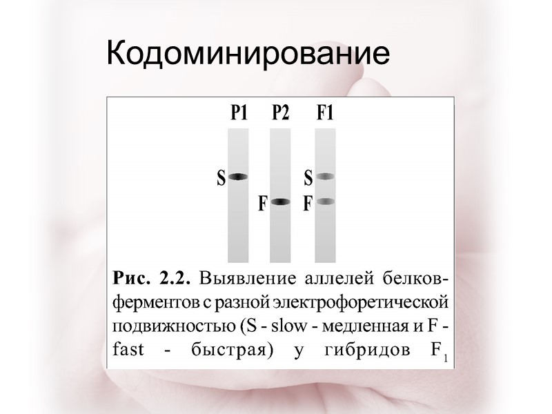 Кодоминирование